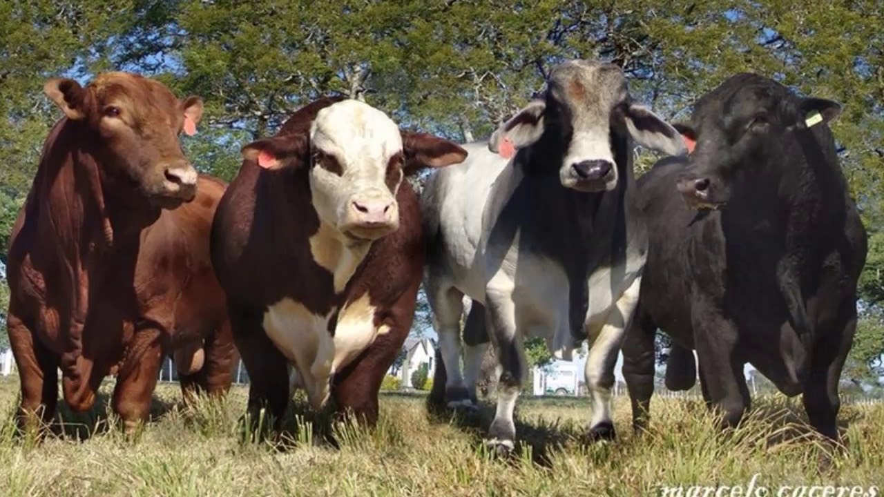 Selección de Pie de Cría en Bovinos YouTube