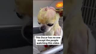 press 4 buttons most specially a donation button so that Oscar can get his life back🙏💔😢😭🆘🆘#canada