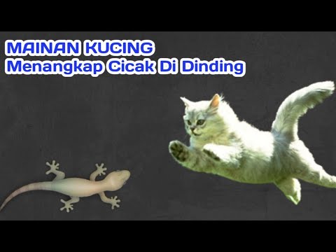 MAINAN KUCING - Menangkap Cicak-cicak Di dinding | Cat Game - YouTube