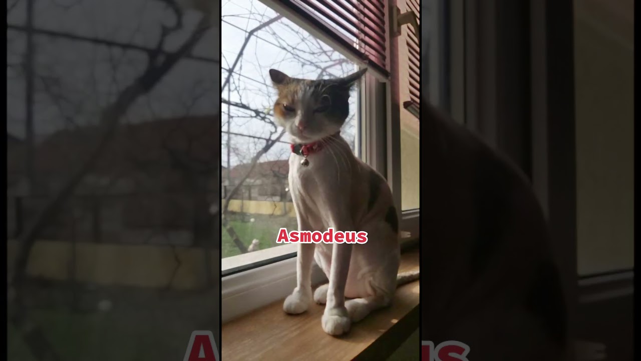 My Cat as the 6 demons 