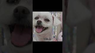 Rescue Dog's Makeover #Shorts