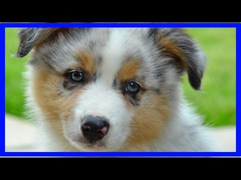 Video: Wann Ist Der Richtige Zeitpunkt, Um Ihren Hund Zu Kastrieren Und Zu Kastrieren?