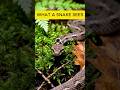 WHAT A SNAKE SEES: Extreme Micro-Camera POV Inside an Underground Den! 🐍🎥#animal #pov #shorts