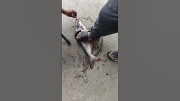 Lâu r mới lên cá tra ae ơi, cá thiên nhiên giờ khó kiếm lắm #fishing #caucathugian #xuhuongyoutube