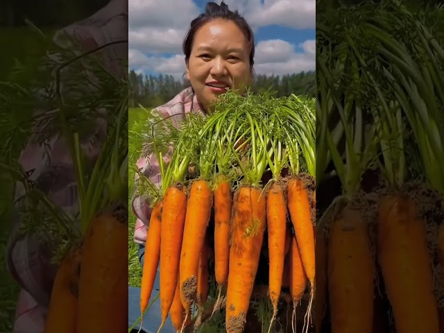 Harvesting Carrots: A Vitamin-Rich Superfood for Both Adults and Kids