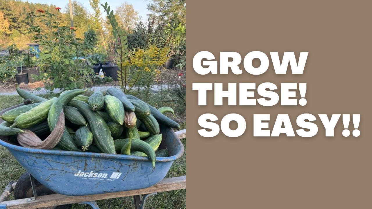 How to grow an abundance of Loofah’s