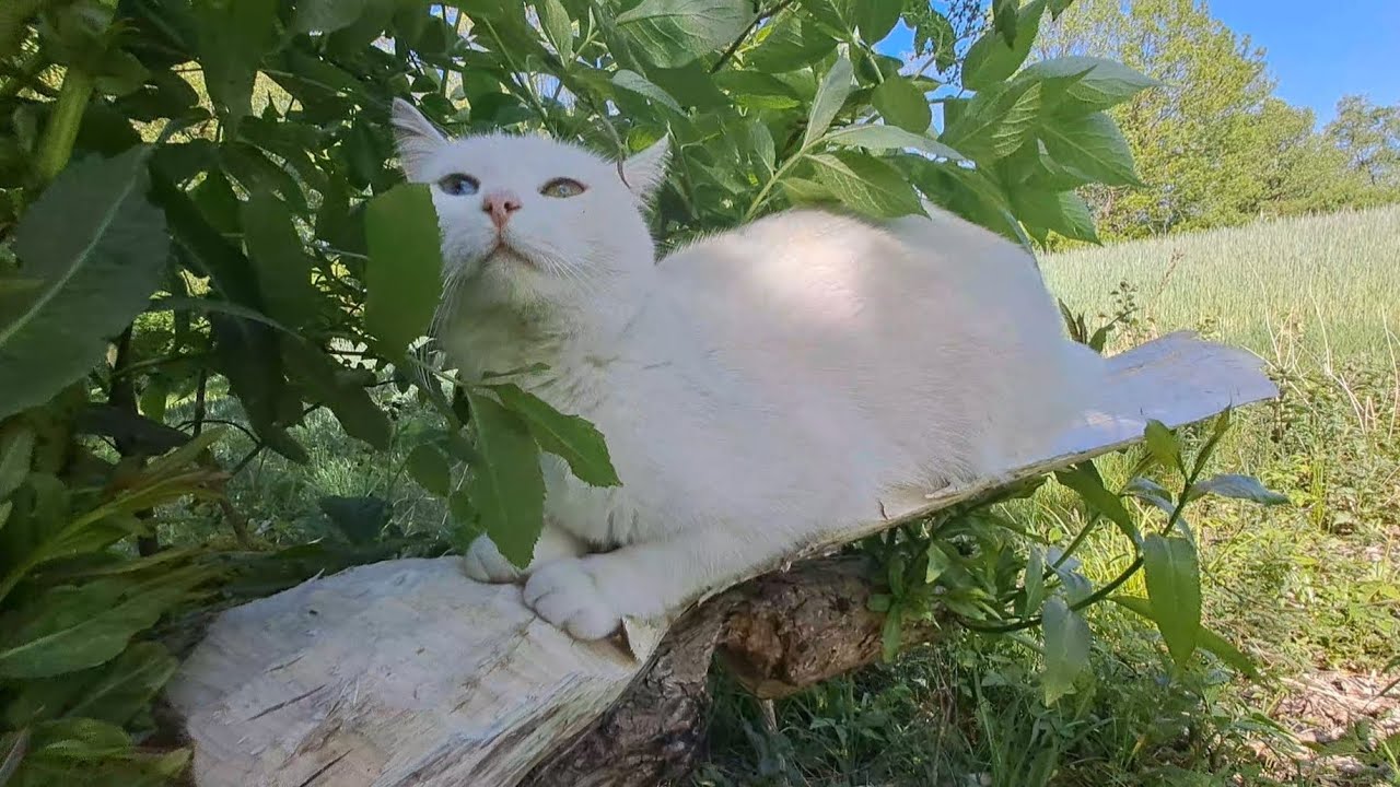 swamp-gazing (2) + shadow clone technique