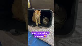 two cats hiding in a hamper together  #cats #shorts #hide