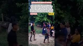 Filosofi Marapu: Mengapa Ritual Kedukaan Sumba Begitu Mewah?#sumba #budaya #animals