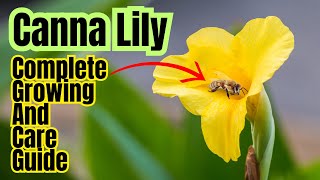 How To Grow Canna Lily | Complete Care Guide