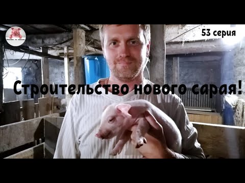 миллион на свиньях канал ютуб