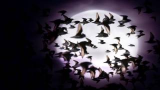 Olhava - The Heart Is a Lonely Hunter