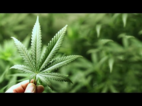 10 Reasons Why Marijuana Should Be Legalized