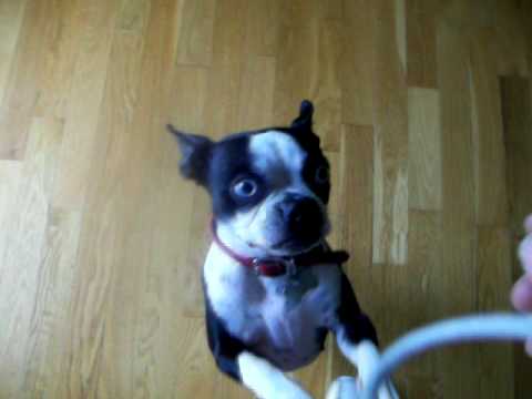 boston terrier my blue eye baby youtube