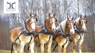 “Learn to hitch 4 abreast “ Draft Horse Farming Plowing w/ Haste Draft Horses & Mules