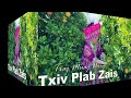 Txaj muag nrog txiv zais plab03222024