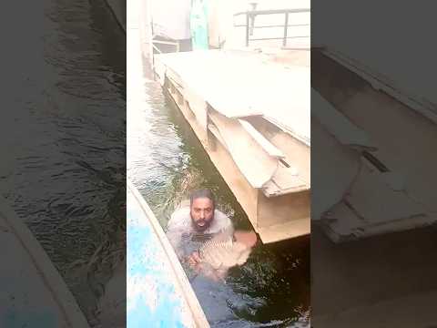 ماشاء الله الله أكبر صيد سمكه بلطى بوزن ٤كيلو