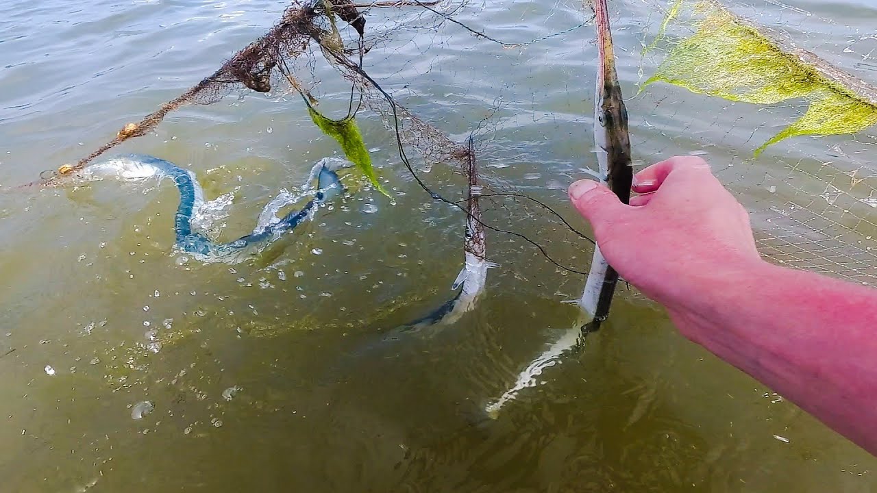 ОХОТА НА ХИЩНИКА / ОСВОБОЖДАЮ САРГАНА ИЗ СЕТЕЙ 