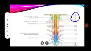 التشريح العام || الفصل العاشر- النخاع الشوكي