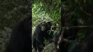 Why Chimps Kill Monkeys #chimps #monkey #wildlife