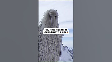 Những Tiếng Chim Hót Đáng Sợ Nhất Thế Giới 😨