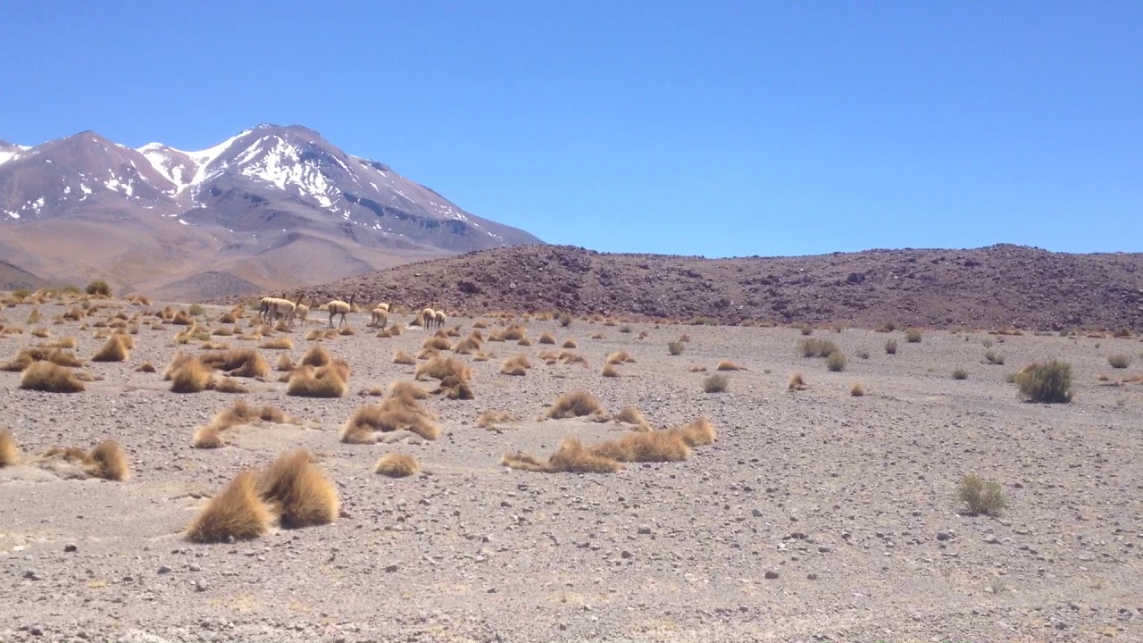 Salar de Uyuni (Bolivian Salt Flats) - #14 Wild Animals In The Atacama Desert