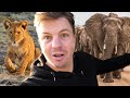 BEST SAFARI in BOTSWANA (Chobe National Park)