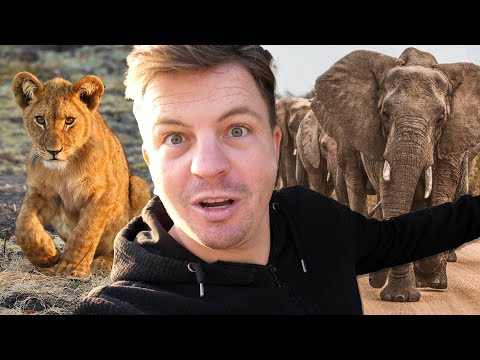 Video: Un retur natural Safari în Botswana