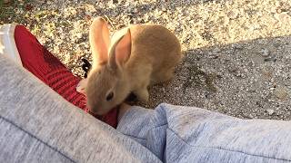 Download lagu Very friendly baby bunny asked if it could sit on my lap.