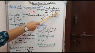 Propionic Acid Fermentation
