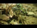 Snake, Large toad - Snake swallowing a large toad. Large toad, Dragged alive