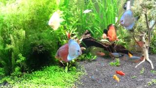 Planted Discus Aquarium 56 gallon 2-18-12