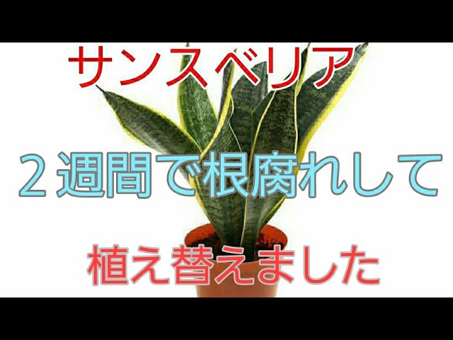 買って２週間で根腐れしたサンスベリアを植え替えます Youtube