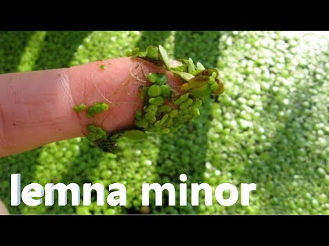 Video: Dove crescono le lenticchie d'acqua?