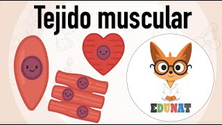 MUSCULAR Tissue #musculartissue #smooth #cardiac #skeletal