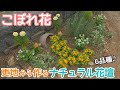 【ガーデニングvlog】こぼれ花┃更地から作るナチュラル花壇┃マリーゴールド、トレニア、ケイトウ、コキア、オレガノ、メランポジューム