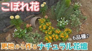 ガーデニングvlog こぼれ花 更地から作るナチュラル花壇 マリーゴールド トレニア ケイトウ コキア オレガノ メランポジューム Youtube