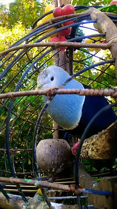 Suara Burung Pergam, cocok untuk Pikat..