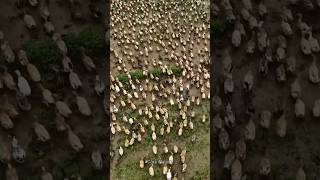 Thailand's Genius Duck Farming Method Explained #farming #wildlife