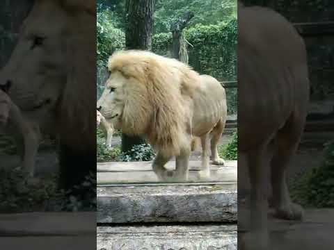 Video: 5 Tempat Terbaik untuk Melihat Singa di Afrika