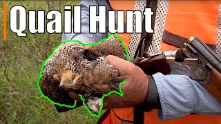 #Hunting Upland Bobwhite #Quail with Dogs | South Texas