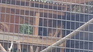 Demon monkeys or howler monkeys