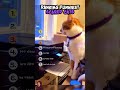 Ranking Funniest SCARED CATS