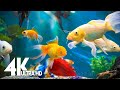 Aquarium 4k ultra  amazing beautiful coral reef fish  relaxing sleep meditation music