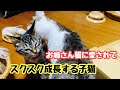 子猫の二階散歩！今日も仲良しぷ〜ちゃんとショウくん