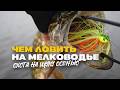 Спиннинг на Болоте на Что Ловить Щуку Осенью на Мелководье Недо Джерки Силикон и Чаттербейты