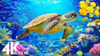 [NEW] 11HR Stunning 4K Underwater footage - Rare & Colorful Sea Life Video-Relaxing Sleep Music