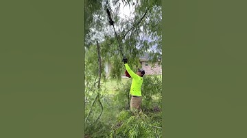 Easy Tree Trimming
