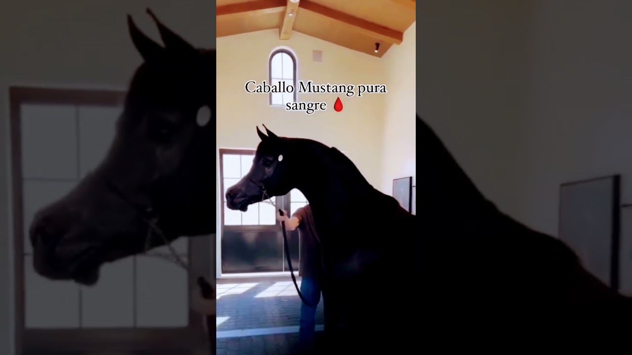 Caballo Mustang Pura Sangre