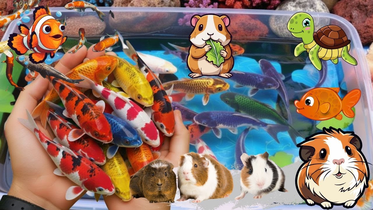 Guinea Pig Unboxing & Beautiful Aquarium Fish Review | Guppies, Bettas, Koi 